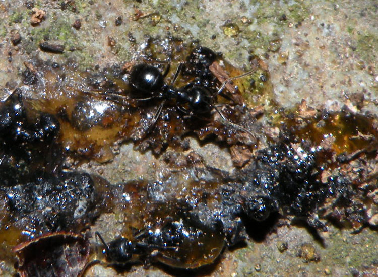 Lasius fuliginosus, Lasius cfr emarginatus, Formica gr. rufa